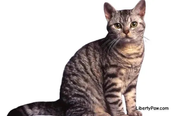 American Wirehair Cat