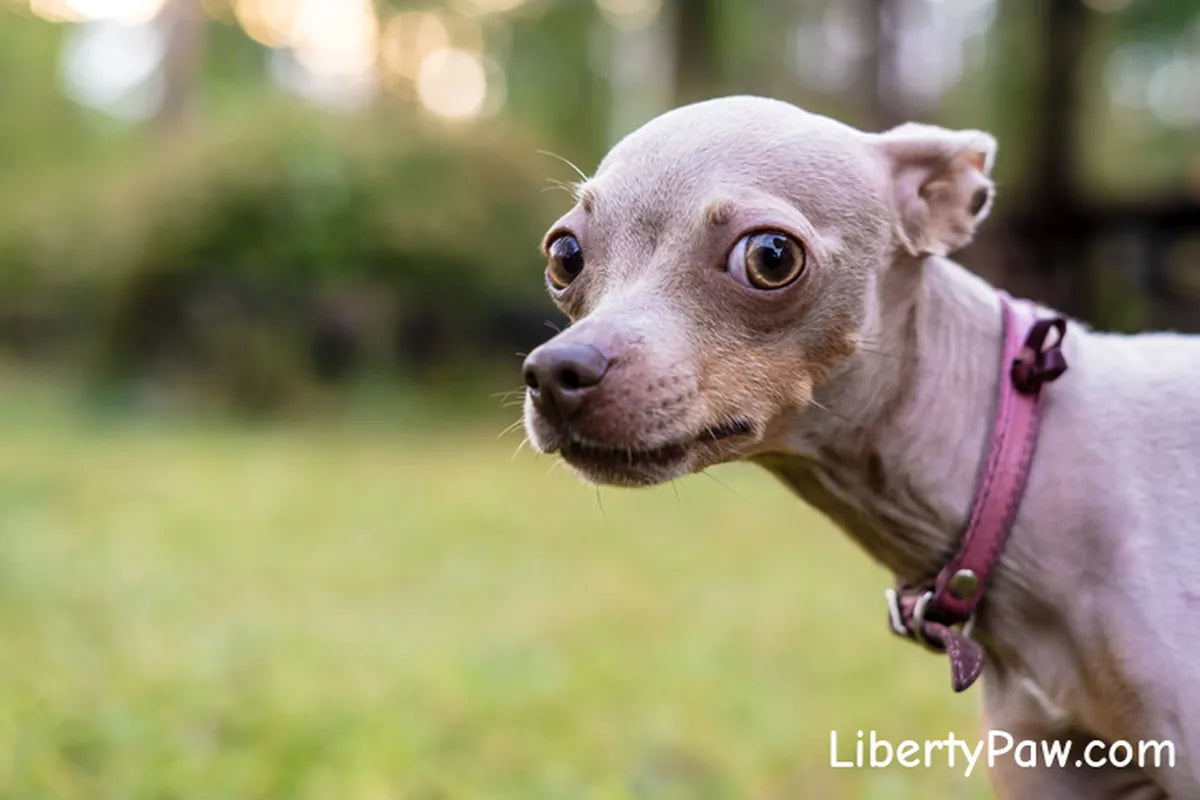 Is My Dog Just Hyper — or Actually Anxious? 7 Signs Pet Parents Miss (and What Helps)