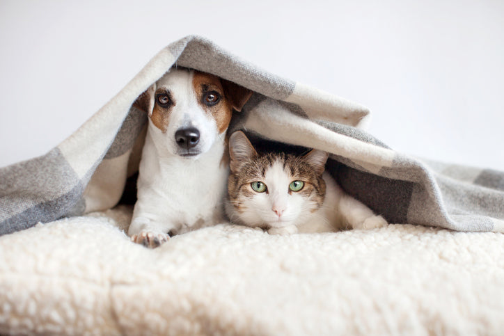anxious dog and cat under blanket on bed