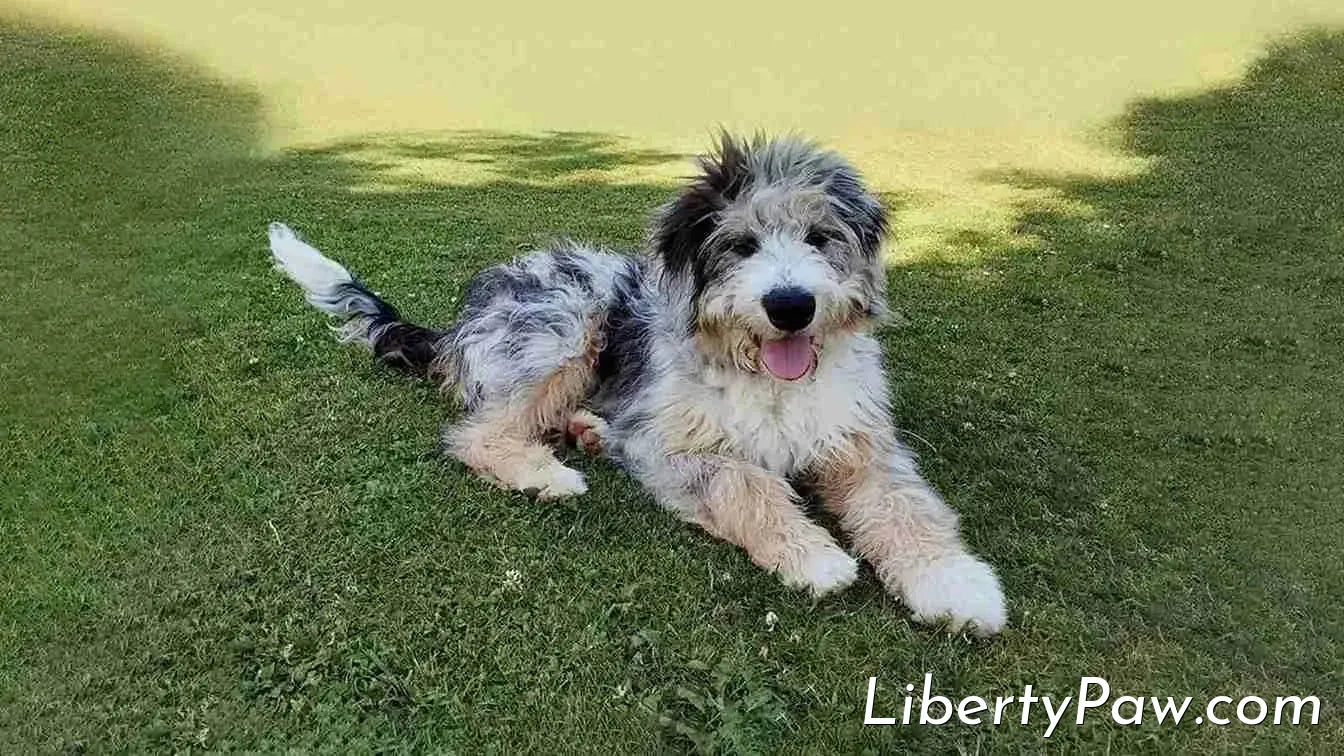 Best Dryer for an Aussiedoodle: Which Parent's Coat Did Your Dog Inherit?