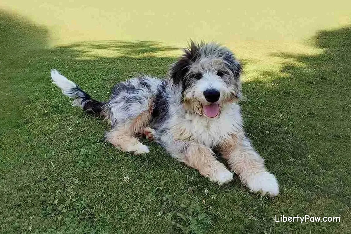 Aussiedoodle