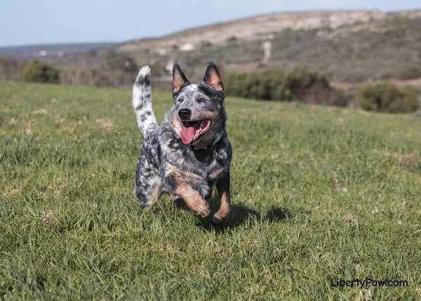 Ultimate Australian Cattle Dog Guide: Traits, Care, Training & Health Tips