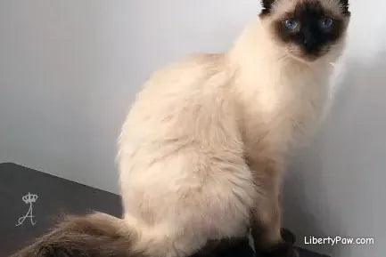 Balinese Cat