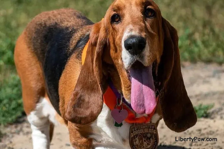 Ultimate Basset Hound Guide: Traits, Care, Training & Health Tips