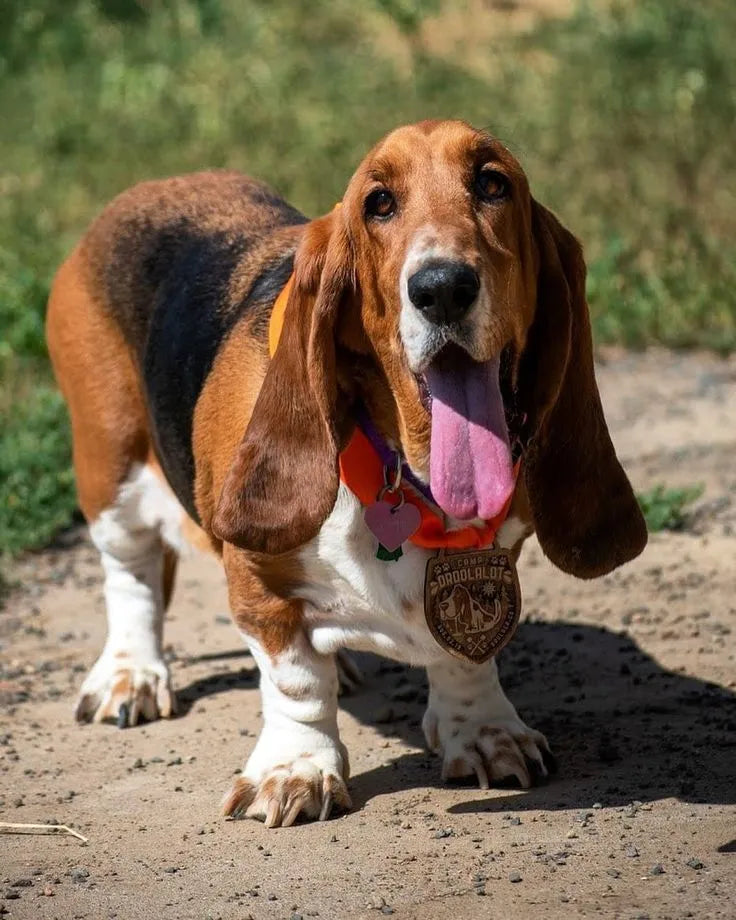 . basset hound​