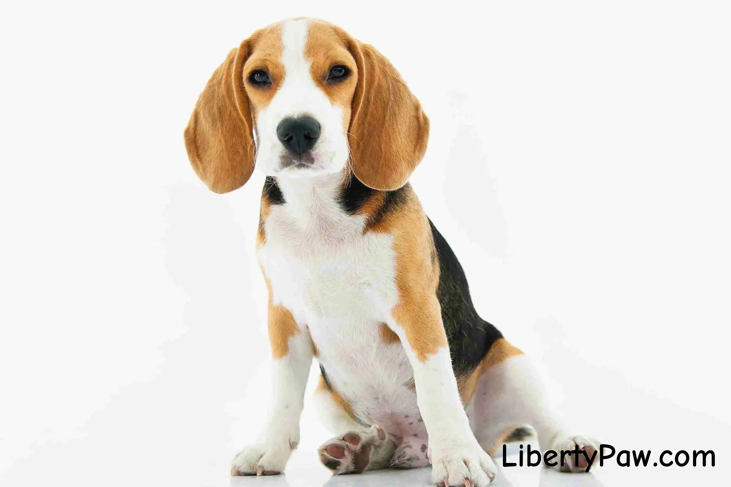 Beagle