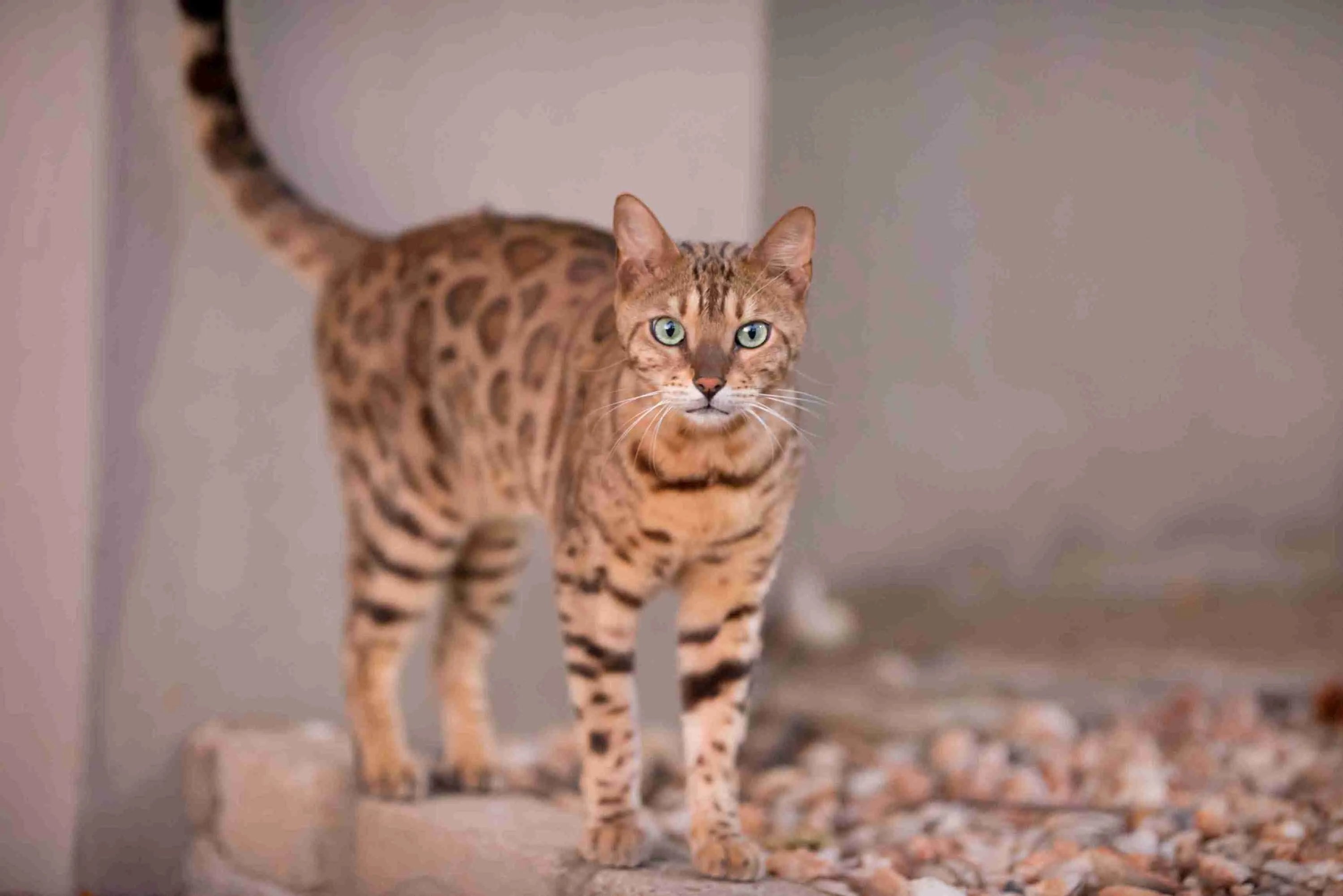beautiful-shot-bengal-cat-curiously-staring-camera-with-blurred-background
