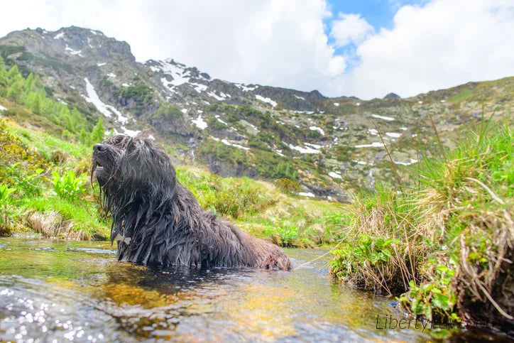 Ultimate Bergamasco Sheepdog Guide: Traits, Care, Training & Health Tips