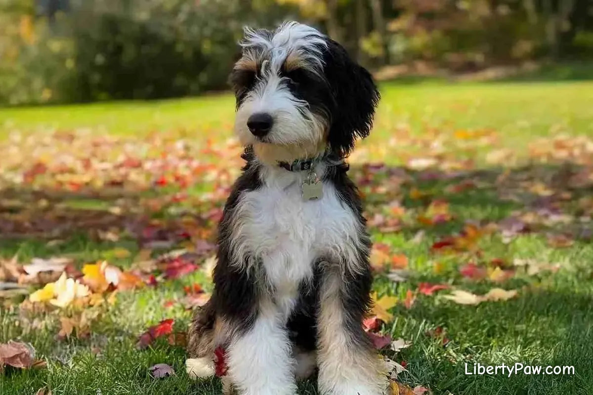 Bernedoodle