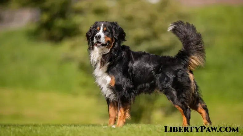 Best Dog Dryer for Bernese Mountain Dogs: The Giant-Coat Guide to a Hot-Spot-Free Blowout