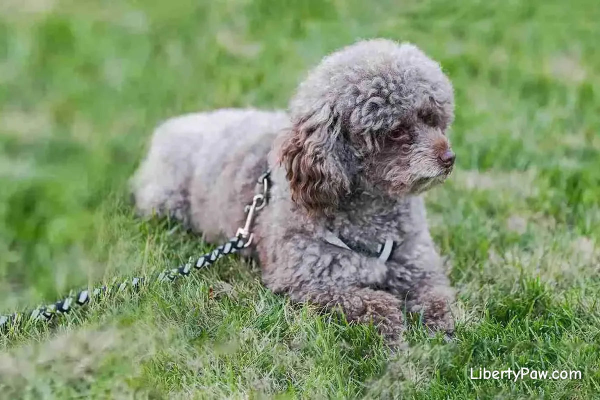 Bichpoo