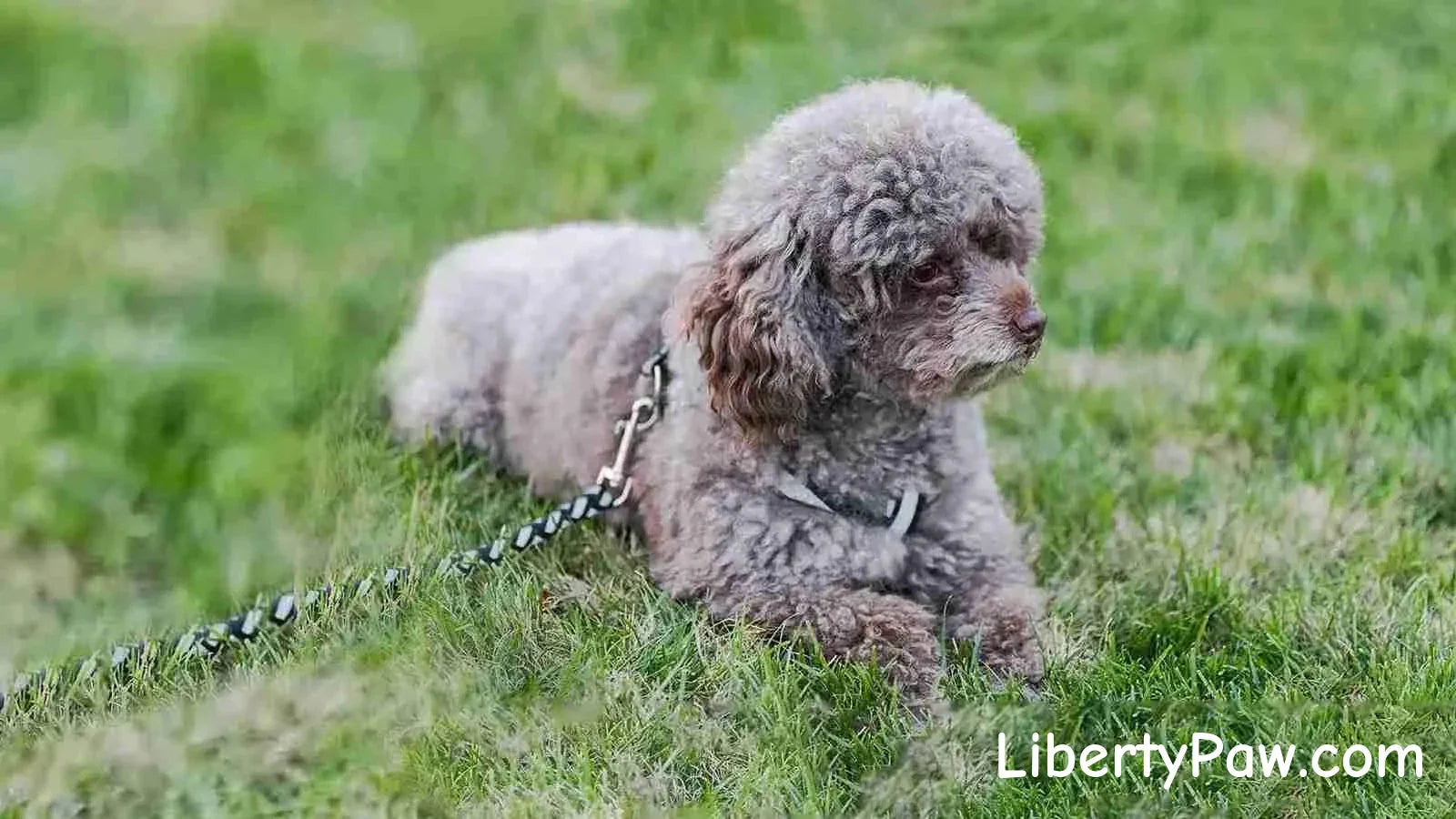 Choose Durable Collars for Small Breeds: Patriotic Collars Made in USA