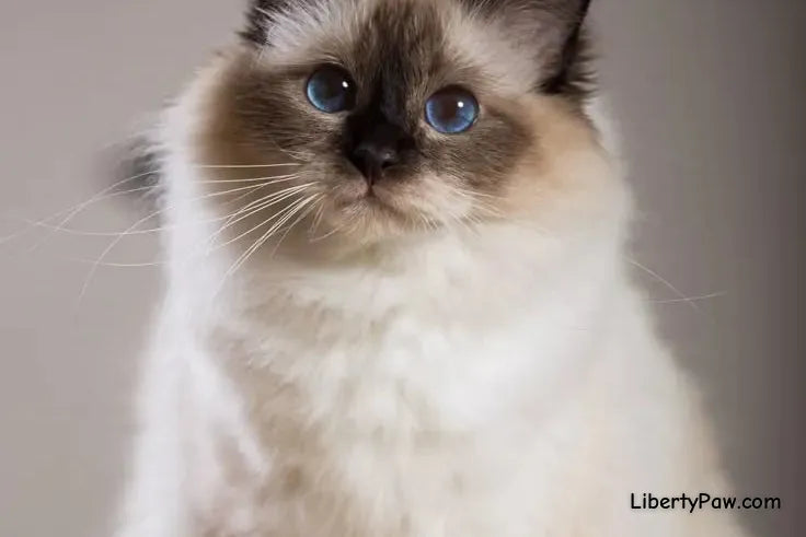 Birman