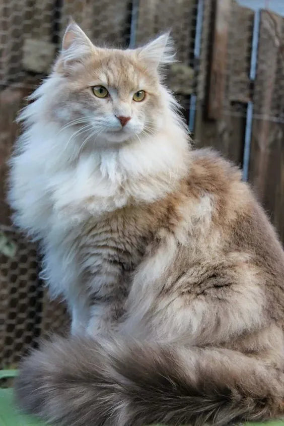 Majestic Norwegian Forest Cat