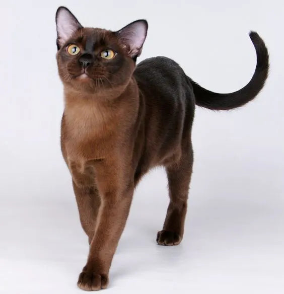 black-burmese-cat​-standing-alert