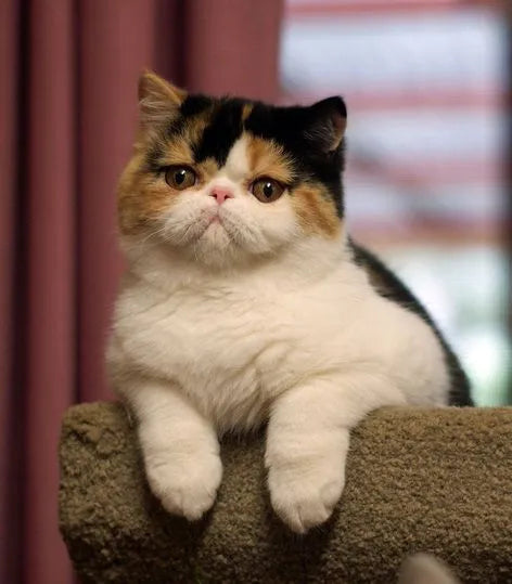 cute exotic shorthair cat​ sitting