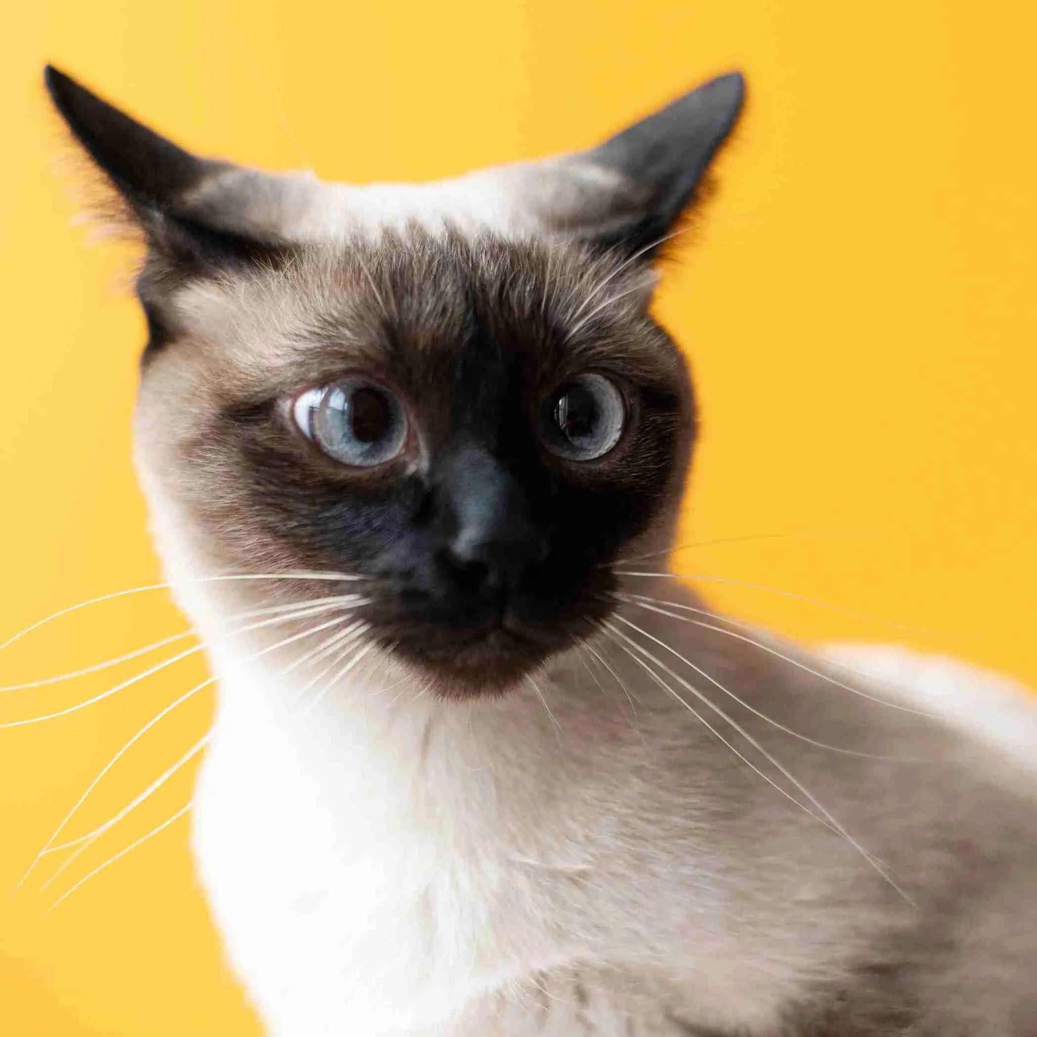 grey-siamese--cat-starring