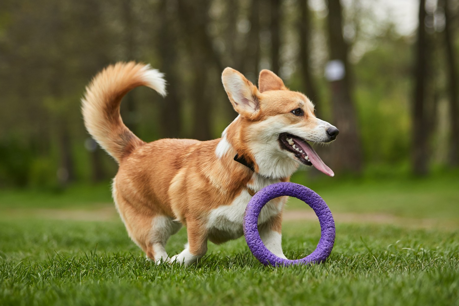 The Ultimate Guide to Choosing the Right Leash for Your Dog