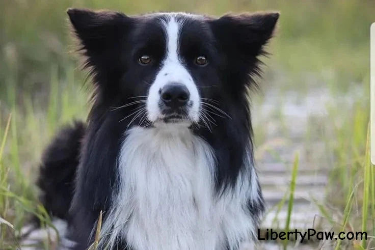 Ultimate Border Collie Guide: Traits, Care, Training & Health Tips