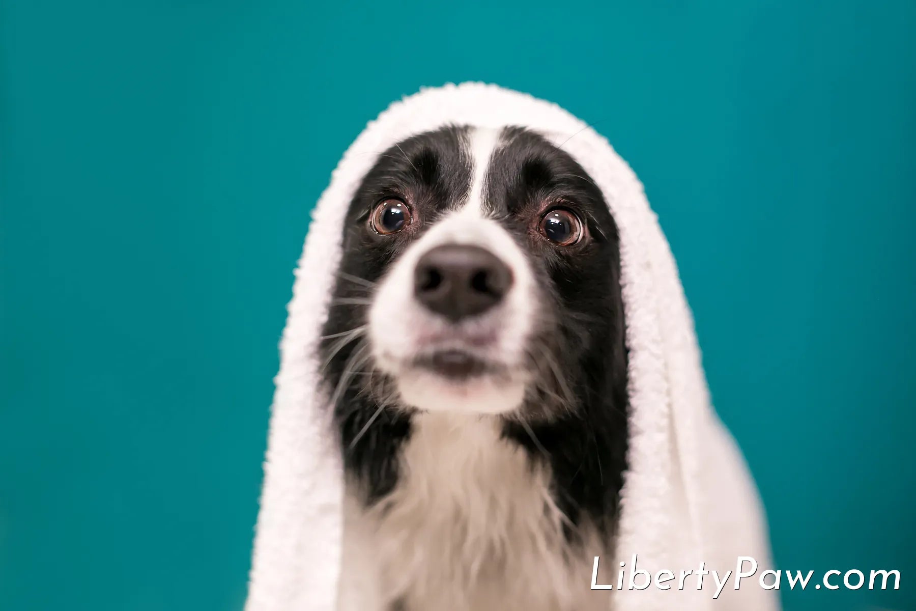 Best Dog Dryer for Border Collies: Drying a Working Coat That Gets Dirty on Purpose