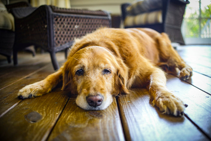 Bored dog lying on wooden floor