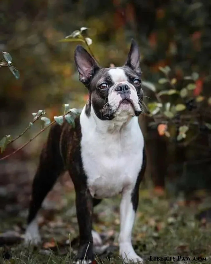 Ultimate Boston Terrier Guide: Traits, Care, Training & Health Tips