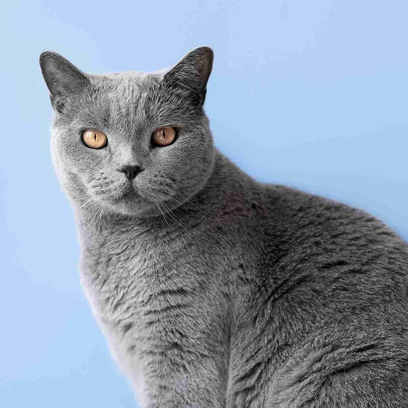 british shorthair kitten​ standing