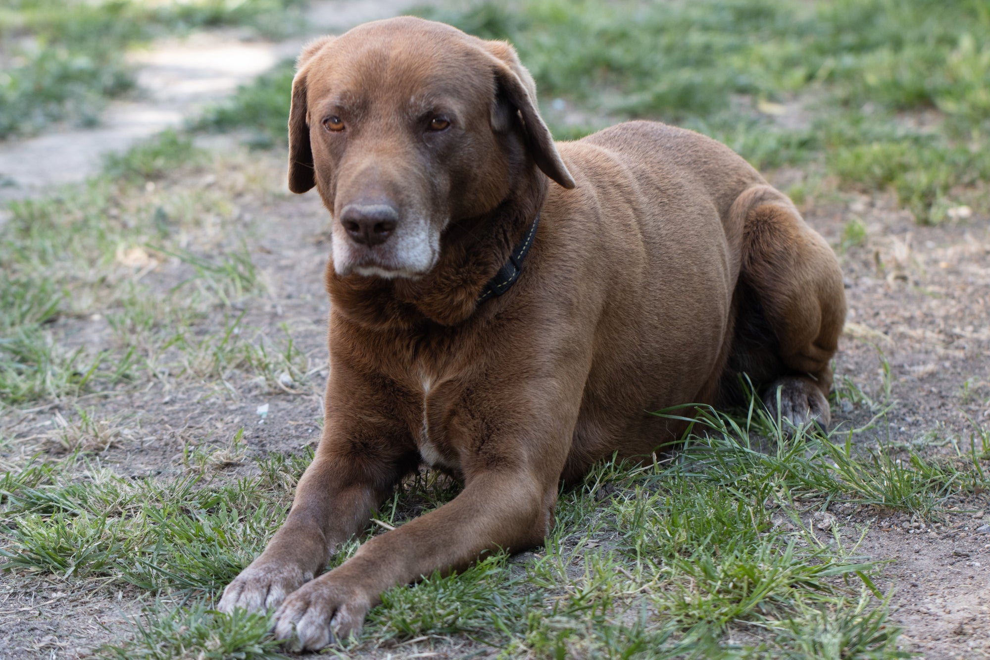 old brown dog on grass