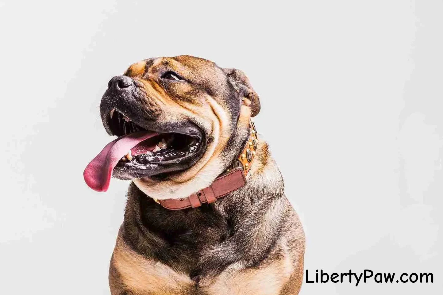 Bulldog