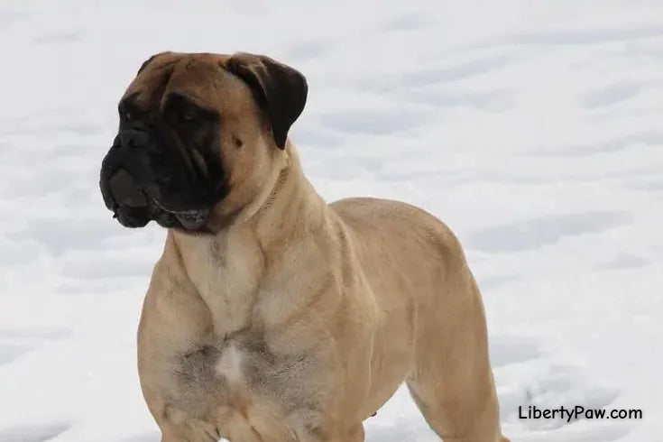 Ultimate Bullmastiff Guide: Traits, Care, Training & Health Tips