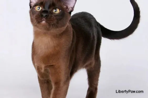 Burmese Cat
