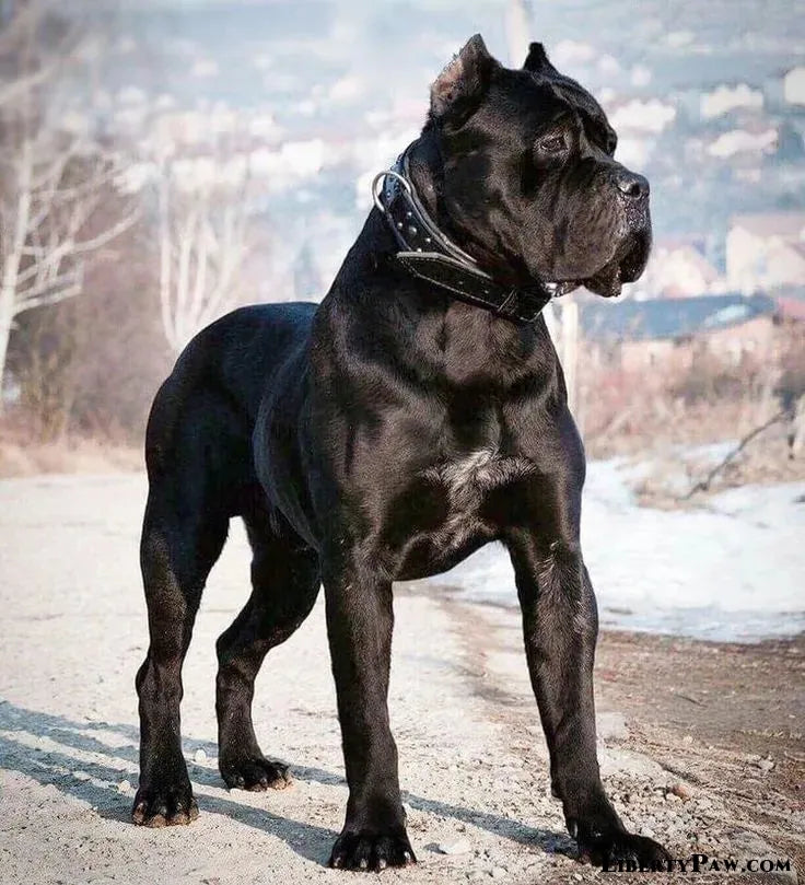 Ultimate Cane Corso Guide: Traits, Care, Training & Health Tips
