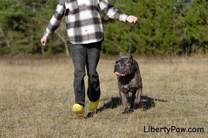 American-Made Adjustable Harnesses for Large Dogs
