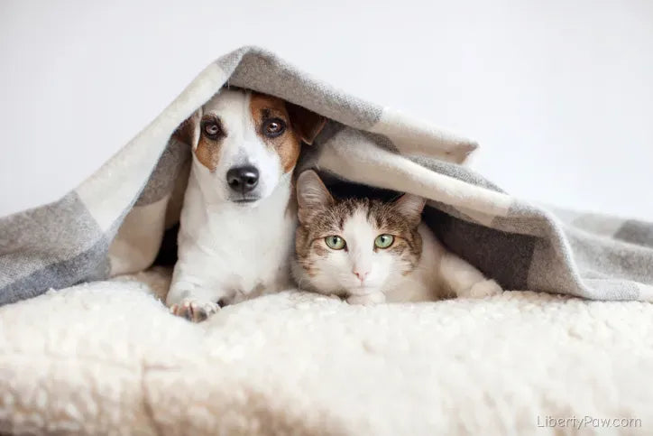 Is Your Dog Secretly Stressed? The Anxiety Triggers That Are Hurting Their Health — and How to Help