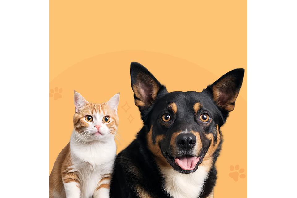 cat and dog