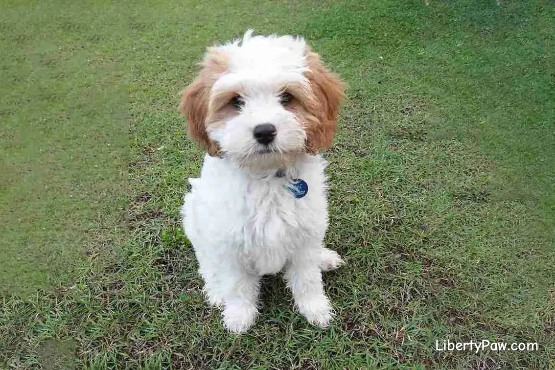 Cavachon