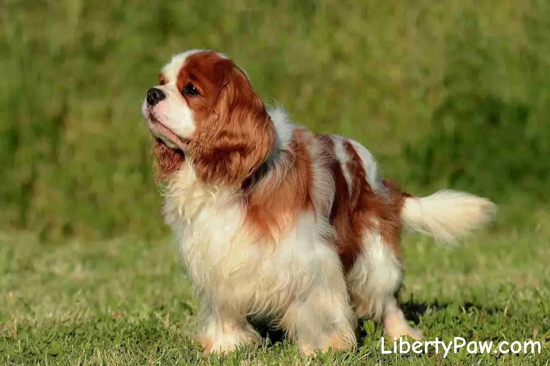 The Cavalier King Charles Spaniel Companion Guide