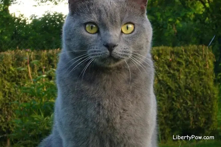 Chartreux Cat