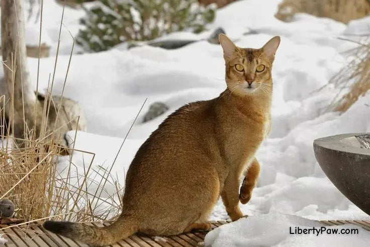 Chausie Cat
