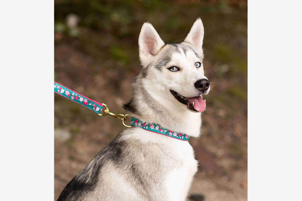 10 Dog Breeds That Are Born to Hike