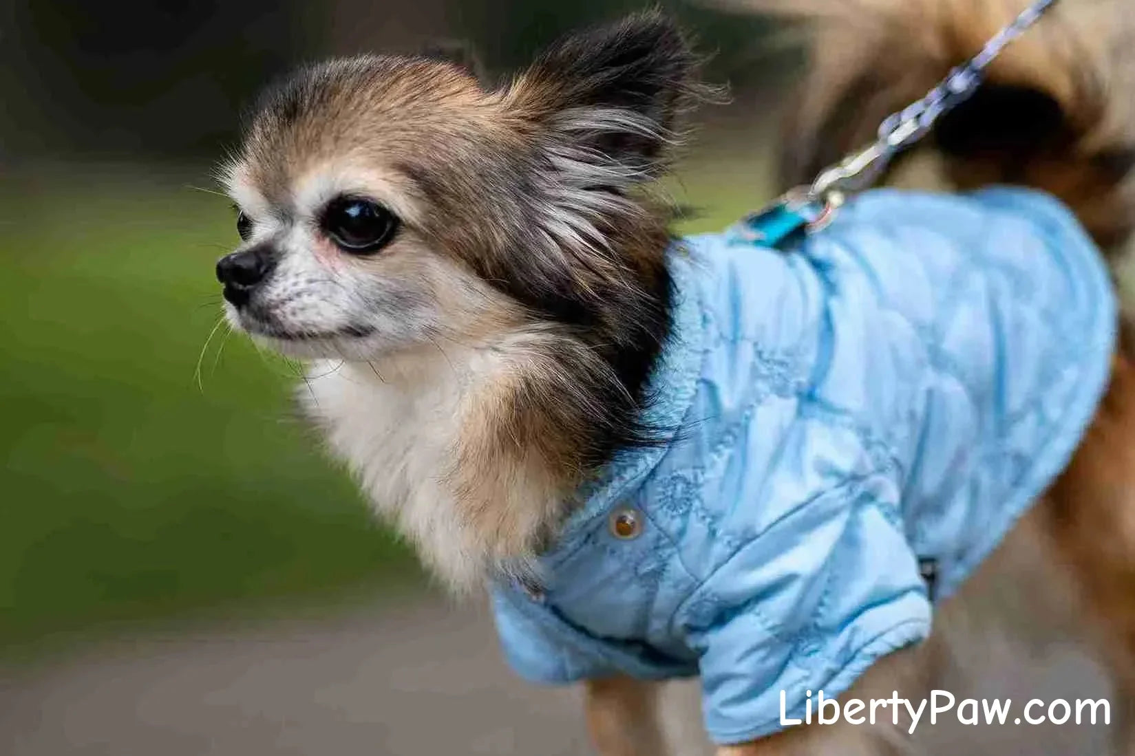 Ultimate Chihuahua Guide: Traits, Care, Training & Health Tips