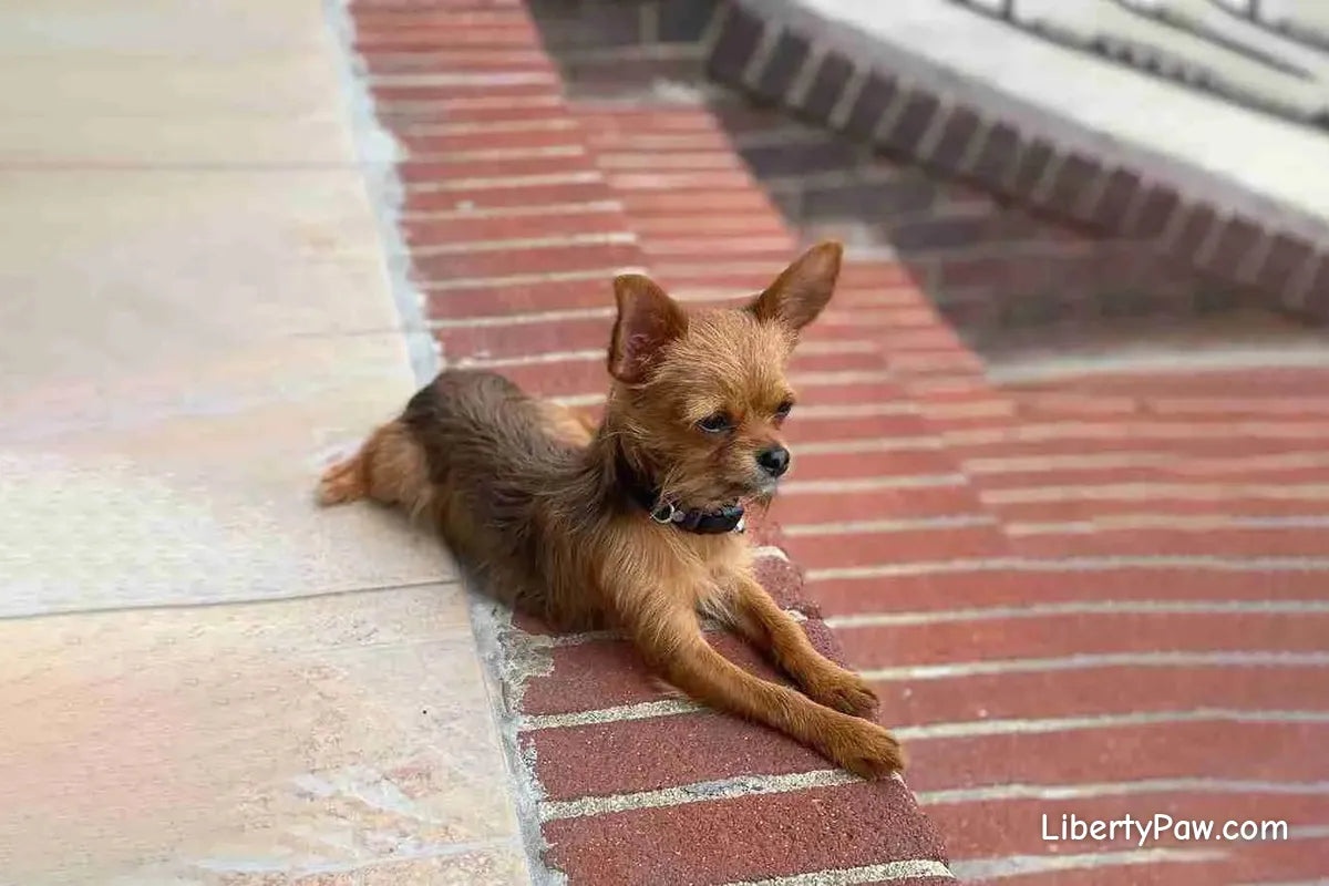 Chorkie