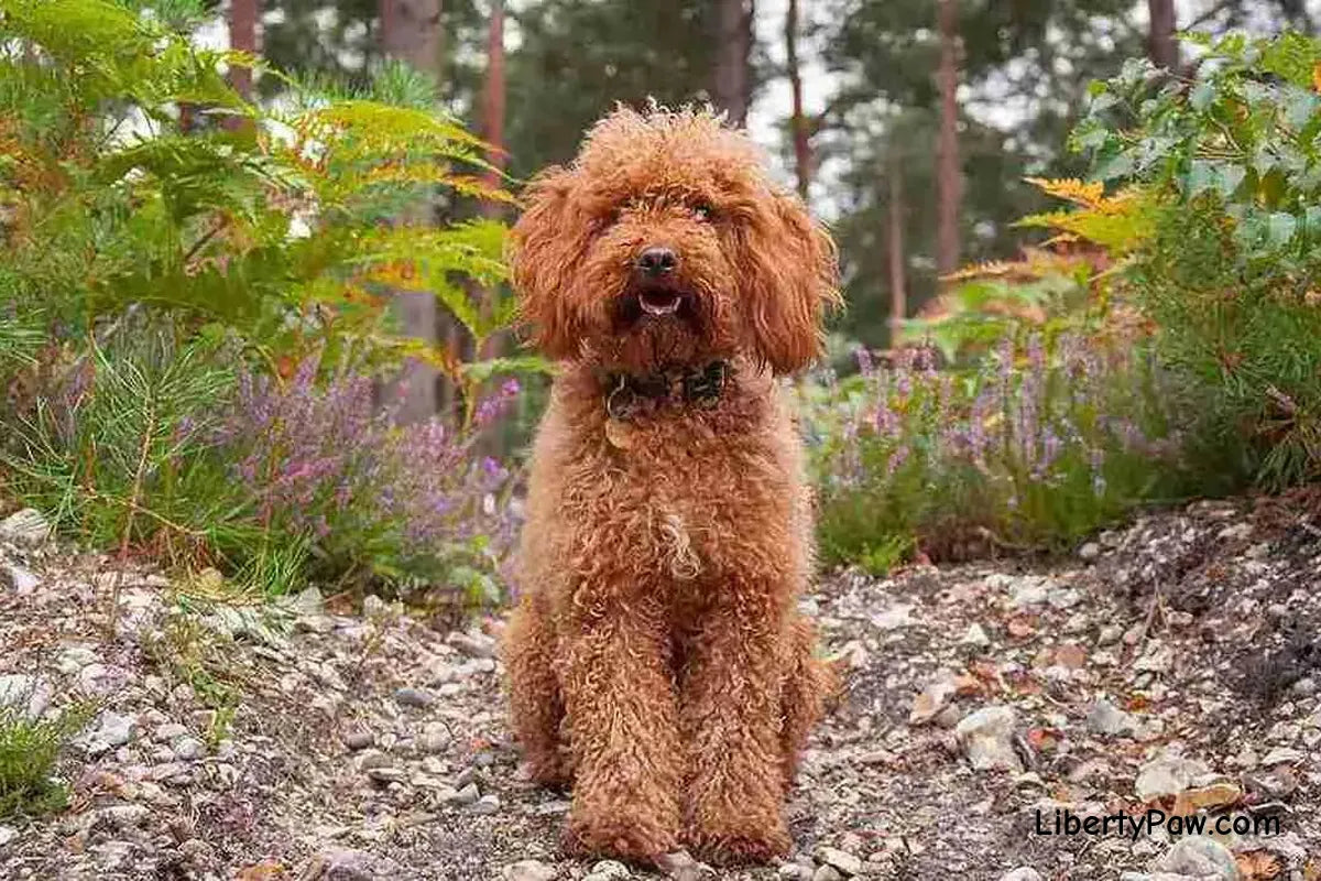 Cockapoo Dog