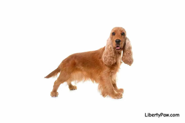 Cocker Dach