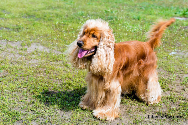 Best Dog Dryer for Cocker Spaniels: Drying the Ears Before They Become a Problem