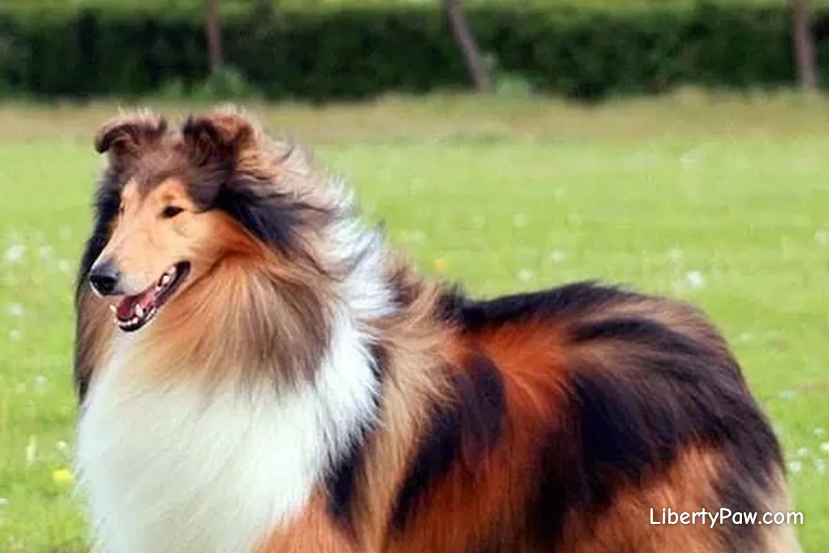 Ultimate Collie Guide: Traits, Care, Training & Health Tips