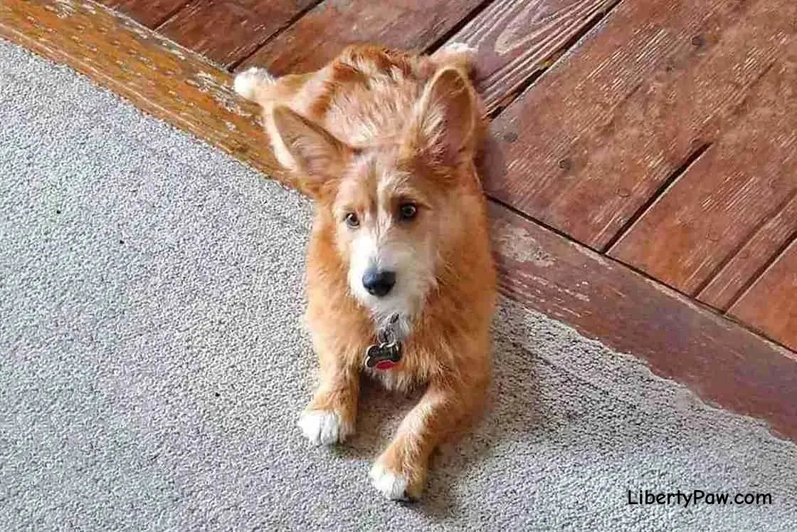 Corgipoo