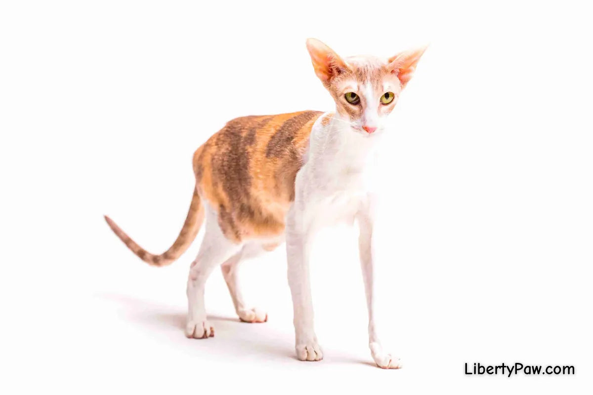 Cornish Rex