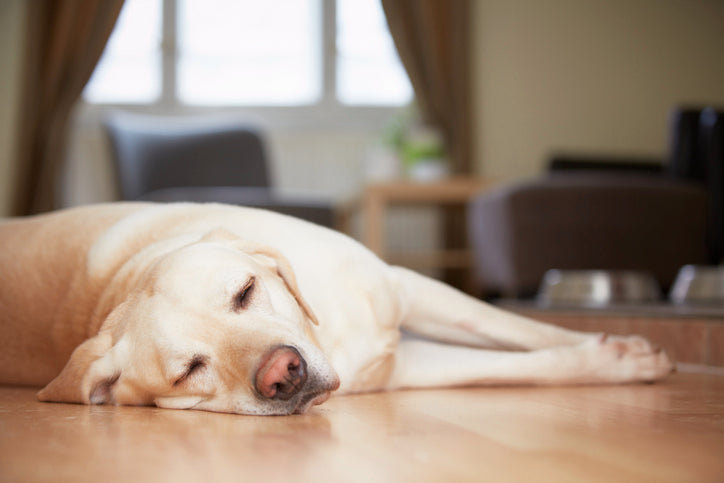 Cute dog lying on hard floor