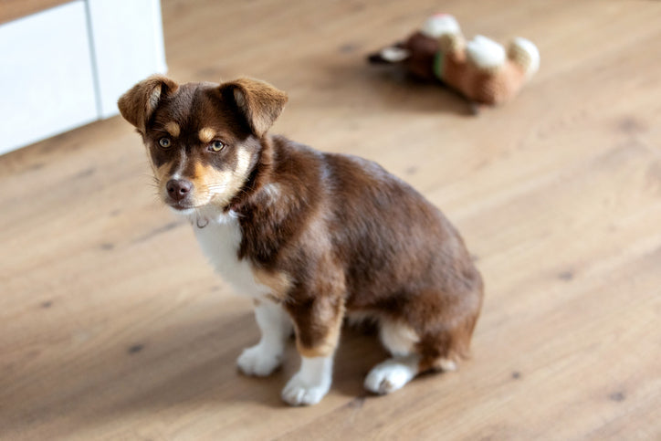 Puppy Enrichment Toys for Behavior, Confidence, and Learning